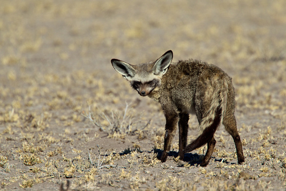 Botswana - Bat-eared Fox