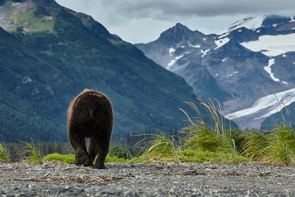 Alaska - Grizzly Bear