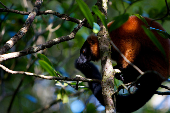 Madagascar - Red-Ruffed Lemur