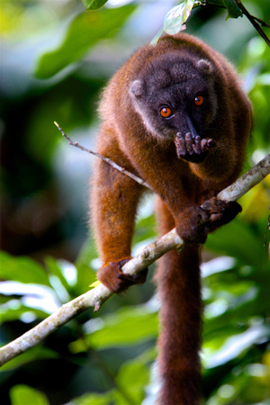 Madagascar - White-Fronted Brown Lemur