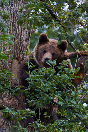 Romania - Brown Bear
