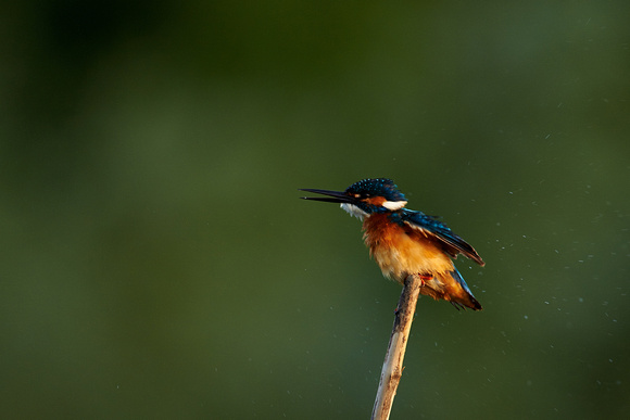 Romania - Kingfisher