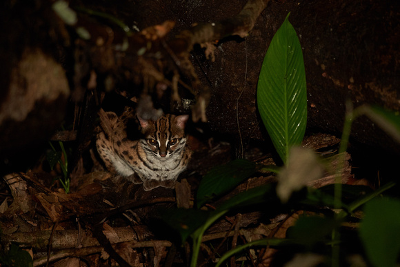 Borneo - Leopard Cat