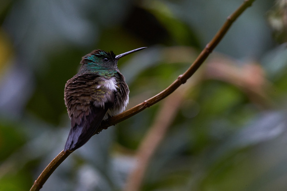 Panama - Snowy-bellied Hummingbird