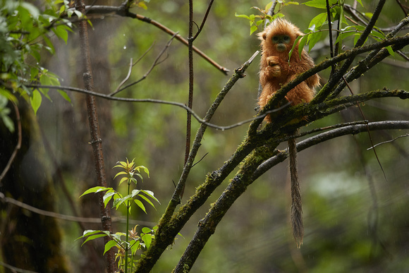 Golden Snub-nosed Monkey