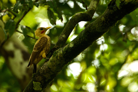Brazil - Cream-colored Woodpecker