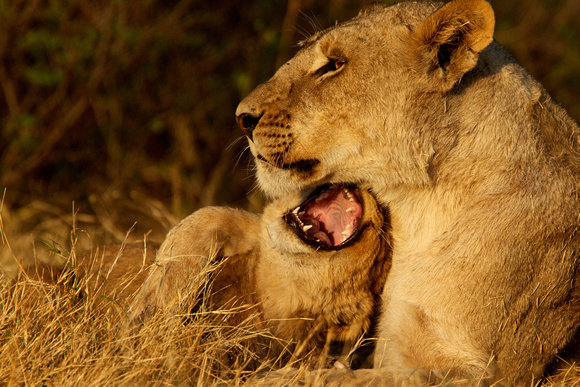 Botswana - Lioness and Cub