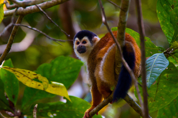 Costa Rica - Central America Squirrel Monkey