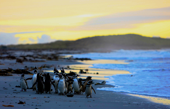 Falkland - Gentoo Penguins at Sunrise