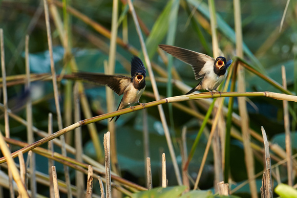 Romania - Barn Swallows