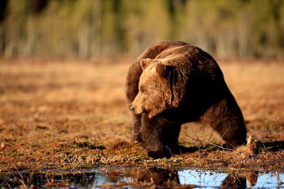 Finland - Brown Bear
