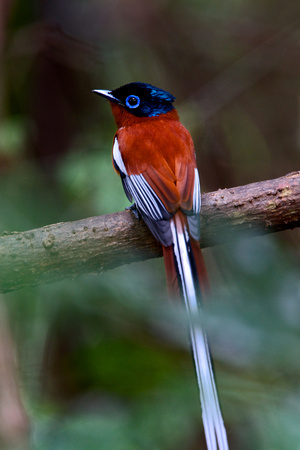 Madagascar - Paradise Flycatcher