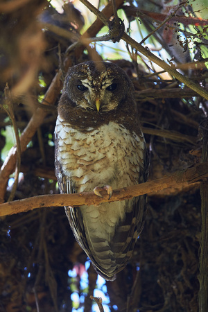 Ethiopia - African Wood Owl