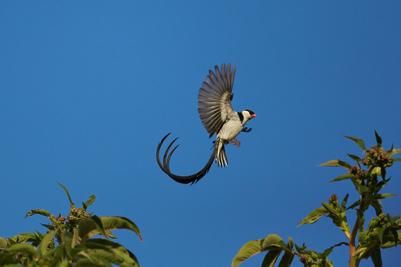 Ethiopia - Pin-tailed Whydah