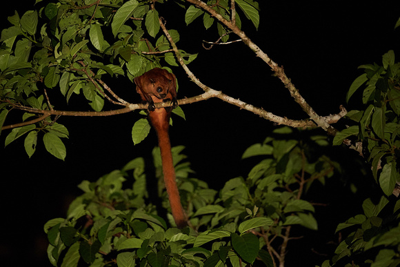 Borneo - Red Giant Flying Squirrel