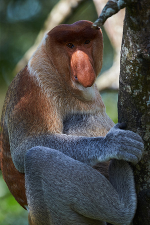 Borneo - Proboscis Monkey