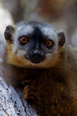 Madagascar - Red-Fronted Brown Lemur