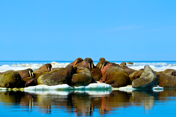 Canada - Walruses