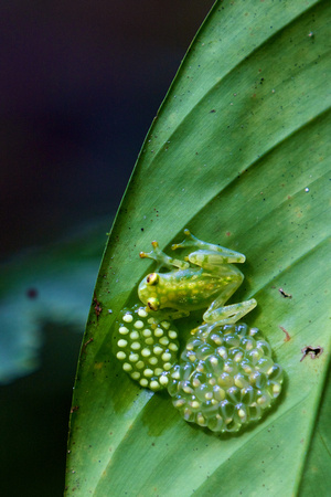 Costa Rica - Glass Frog