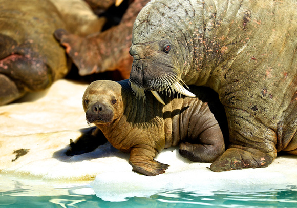 Canada - Mother Walrus & Son