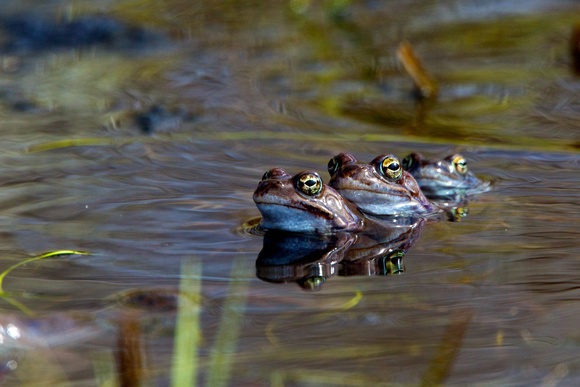 Estonia - Frogs