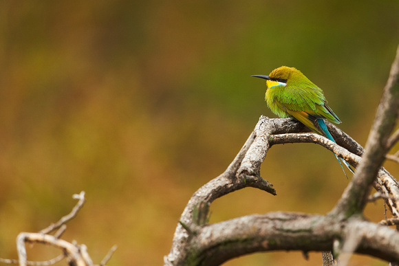 South Africa - Swallow-tailed Bee Eater