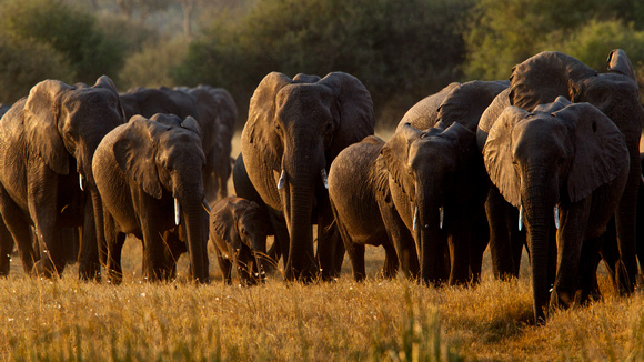 Botswana - Elephants