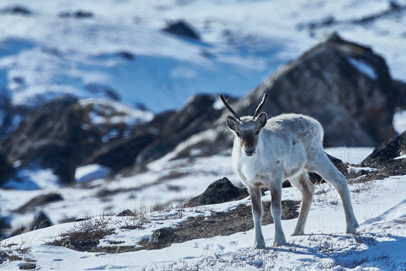 Greenland - Reindeer