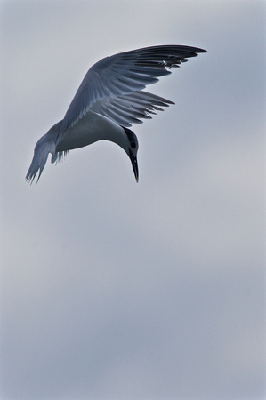 Costa Rica - Royal Tern
