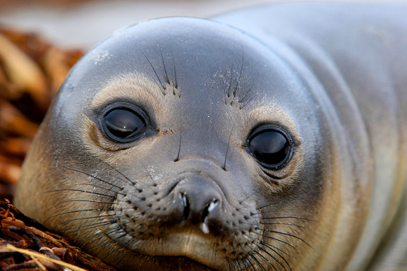 Falkland - Elephant Seal Pup