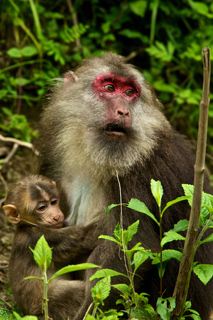 China - Sichuan - Tibetan Stump-Tailed Macaque