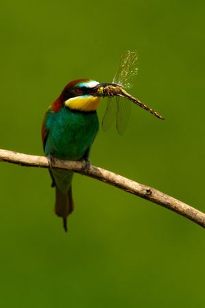 Hungary - Bee-Eater