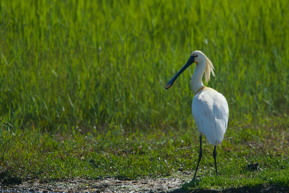 The Netherland - Texel - Spoonbill
