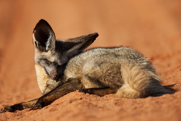 South Africa - Bat-eared Fox