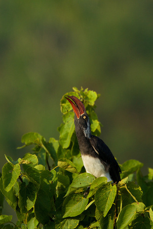 Uganda - Crowned Hornbill