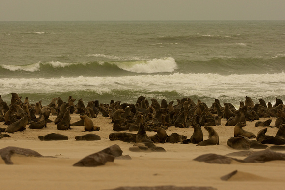 Namibia - Skeleton Coast - Fur Seals