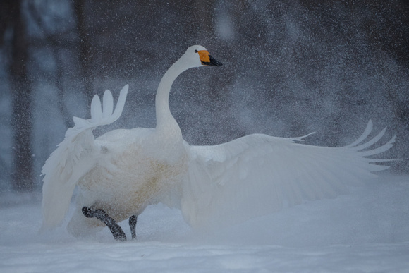 Japan Hokkaido - Whooper Swans