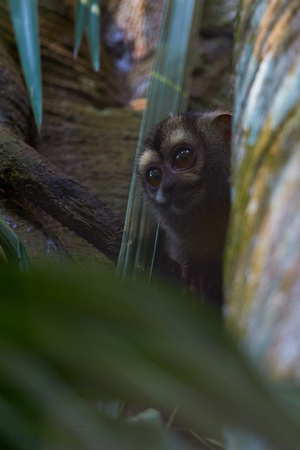 Panama - Panamarian Night Monkey