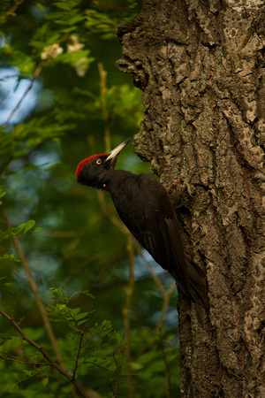 Hungary - Black Woodpecker