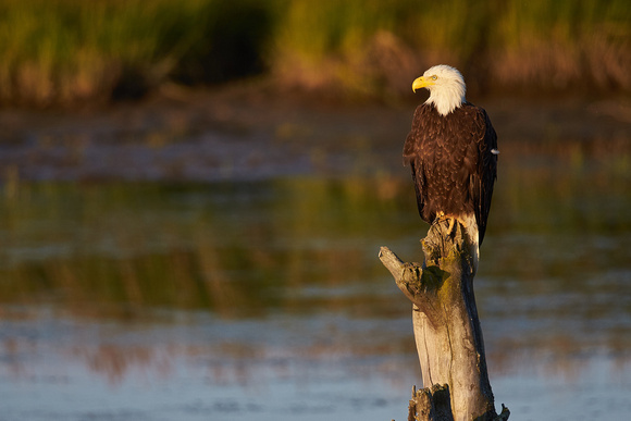 Alaska - Bald Eagle