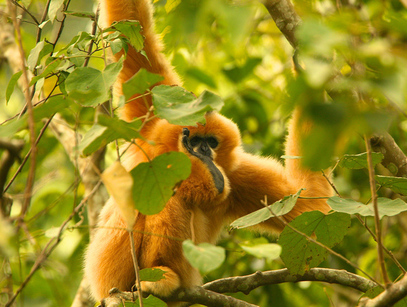 Vietnam - Gibbon