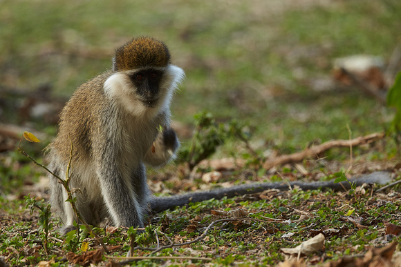 Ethiopia - Grivet Monkey