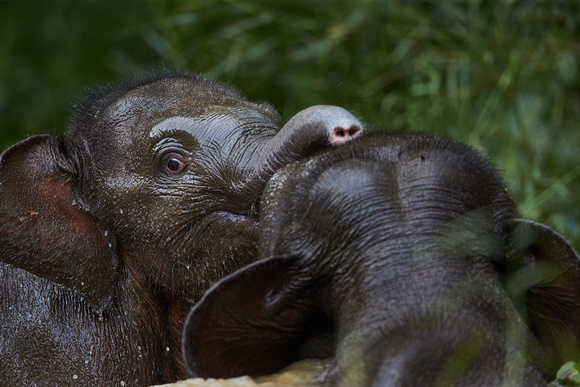 Borneo - Pygmy Elephant