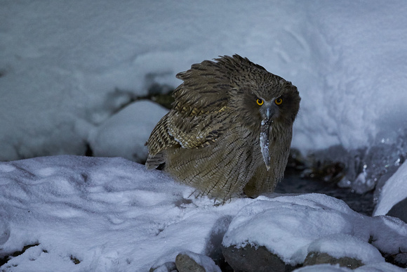 Japan Hokkaido - Blakiston's Fish Owl