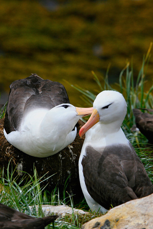 Falkland Islands - Black-browned Albatross