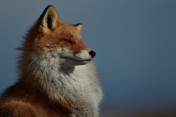 Japan Hokkaido - Red Fox