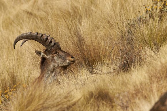 Ethiopia - Walia Ibex