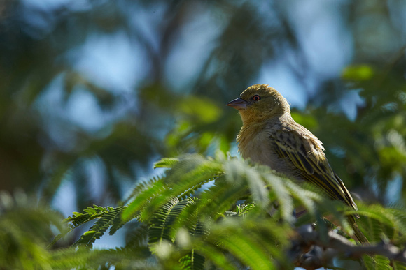 Black-throated Canary