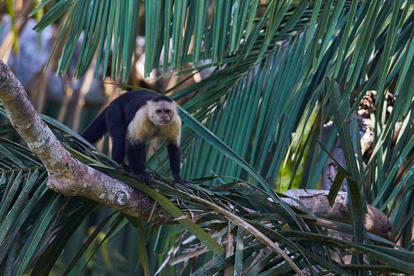 Panama - White-faced Capuchin