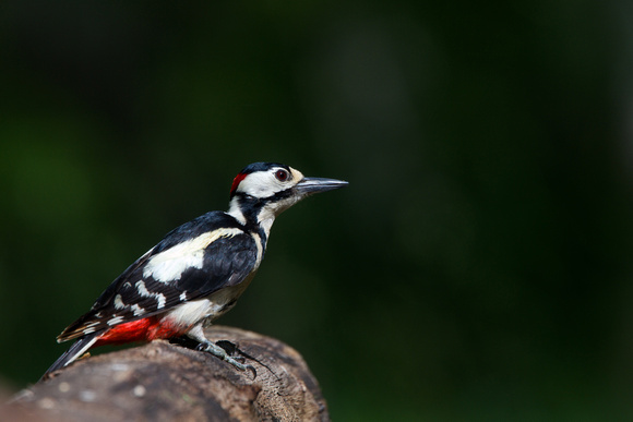 Hungary - Great Spotted Woodpecker